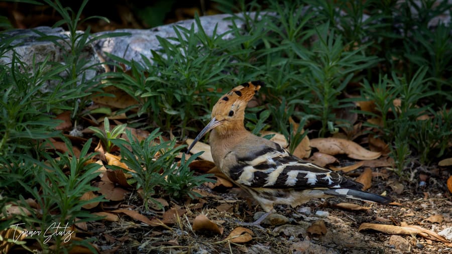 Photograph from Greece & Turkey
