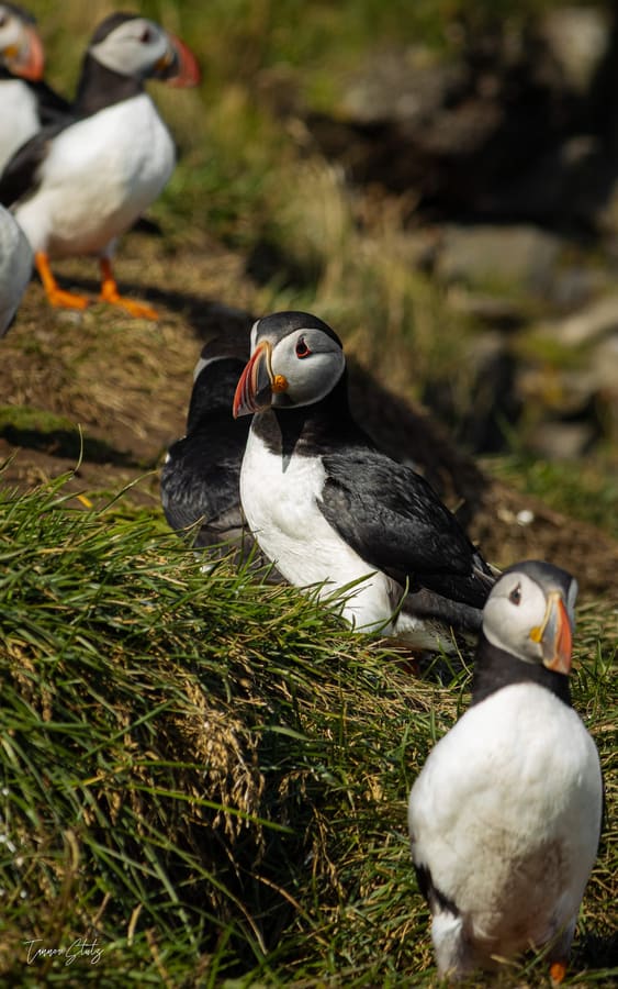 Photograph from Iceland