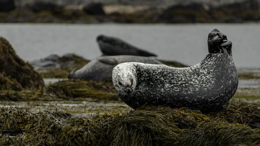 Photograph from Iceland