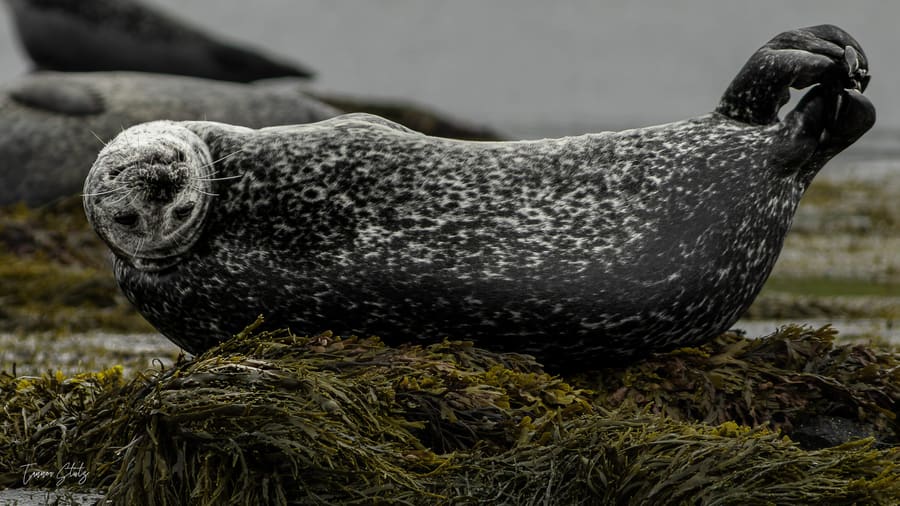 Photograph from Iceland
