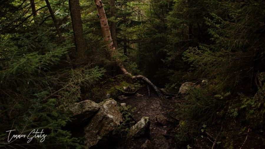 Photograph from Nature Landscape