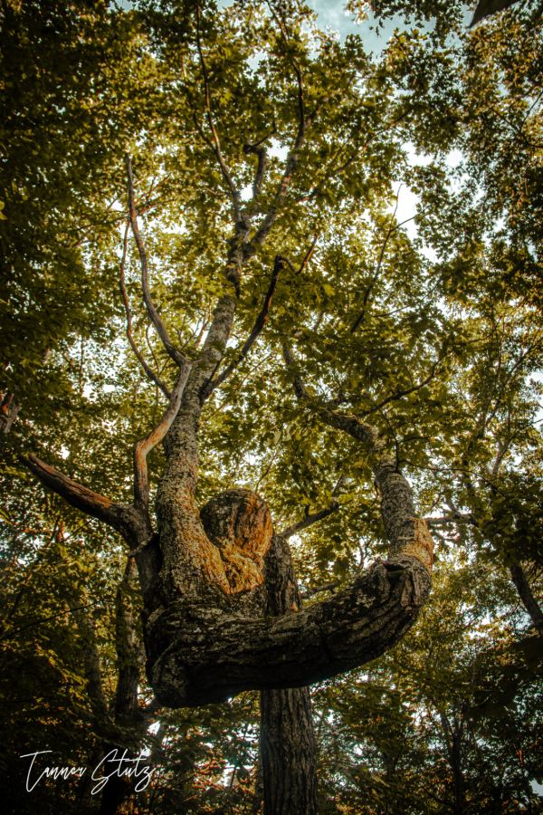 Photograph from Nature Landscape