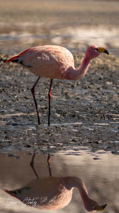 Photograph from Wildlife
