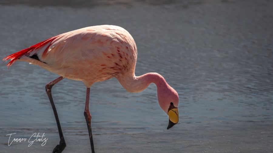 Photograph from Wildlife