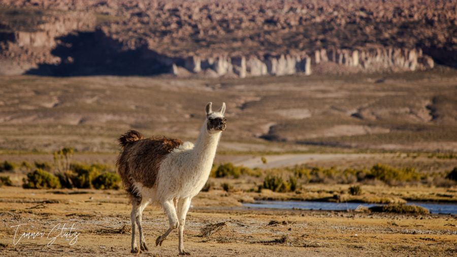 Photograph from Wildlife