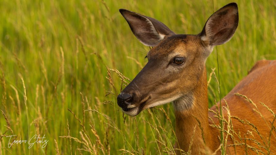 Photograph from Wildlife