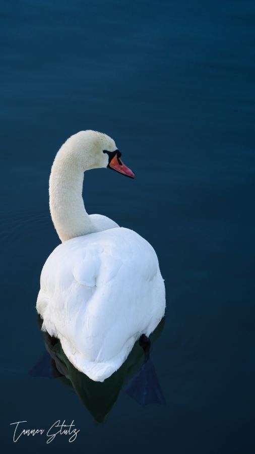 Photograph from Wildlife