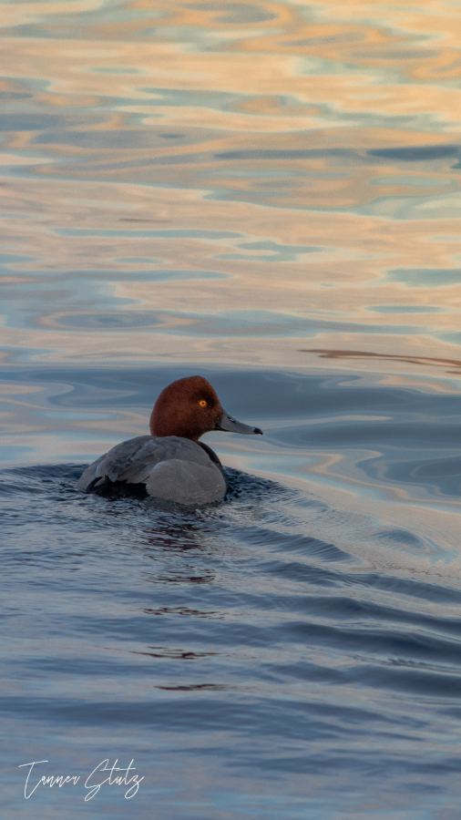 Photograph from Wildlife