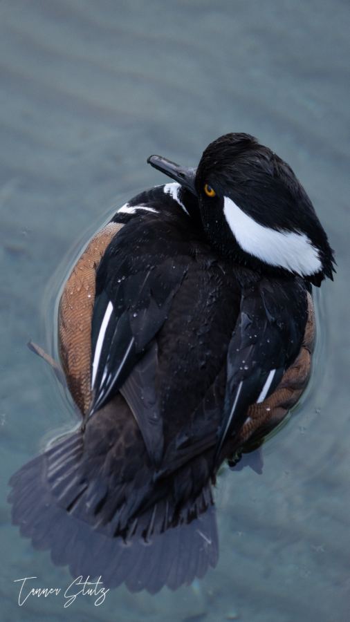 Photograph from Wildlife