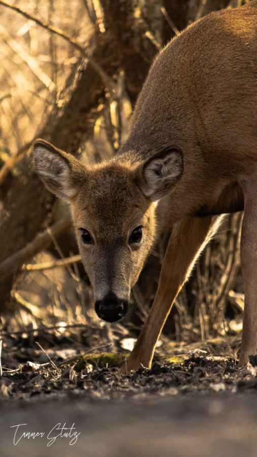 Photograph from Wildlife