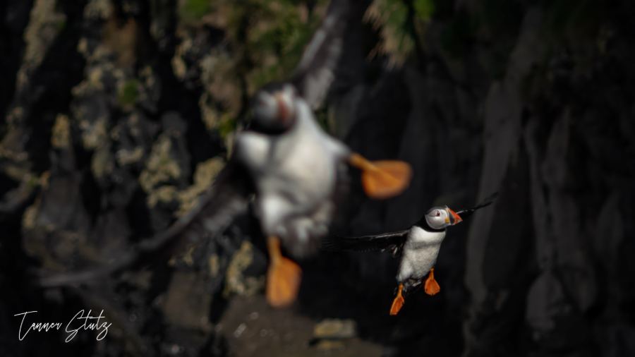 Photograph from Wildlife