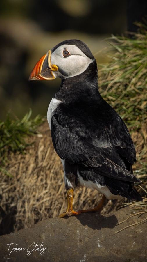Photograph from Wildlife