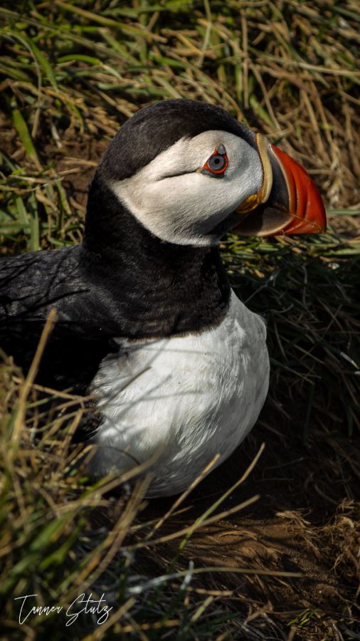 Photograph from Wildlife