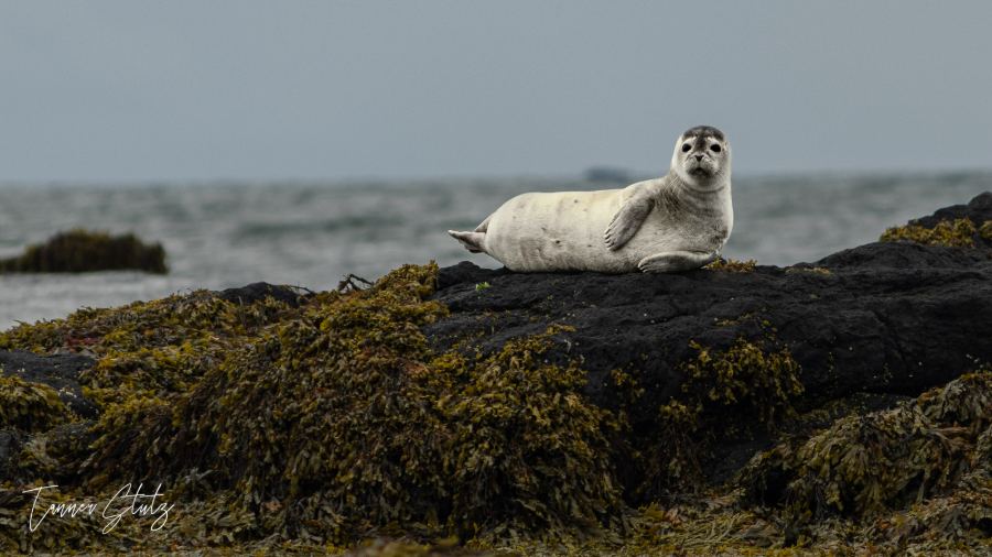 Photograph from Wildlife