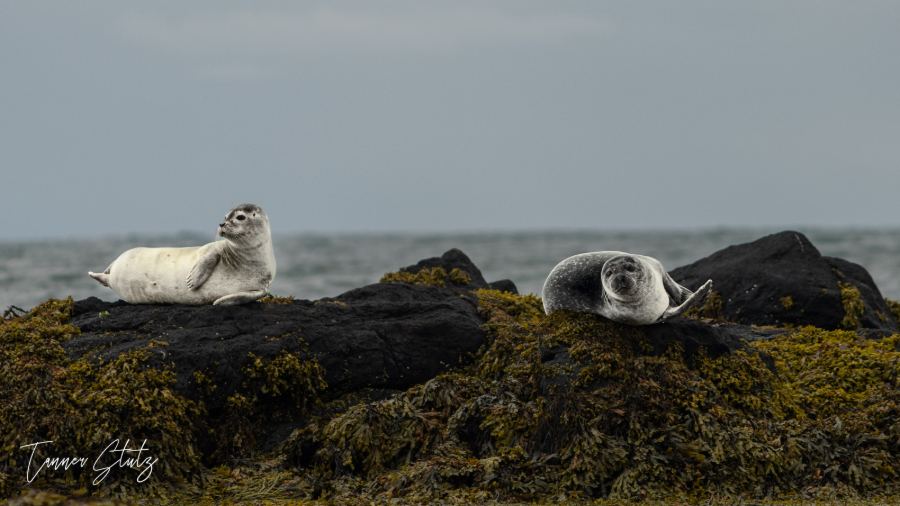 Photograph from Wildlife