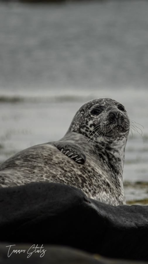 Photograph from Wildlife