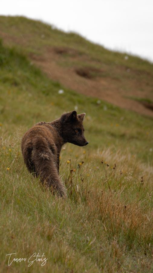 Photograph from Wildlife