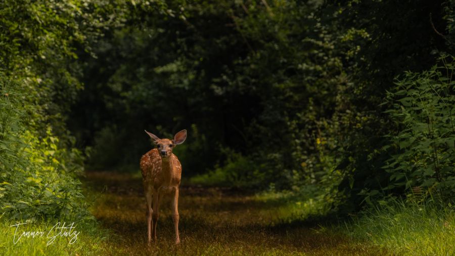 Photograph from Wildlife