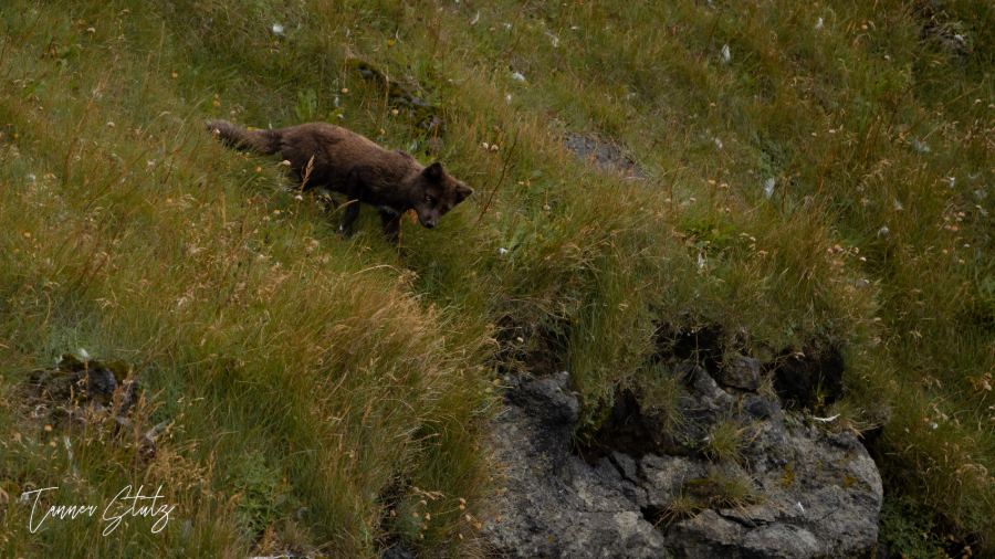 Photograph from Wildlife