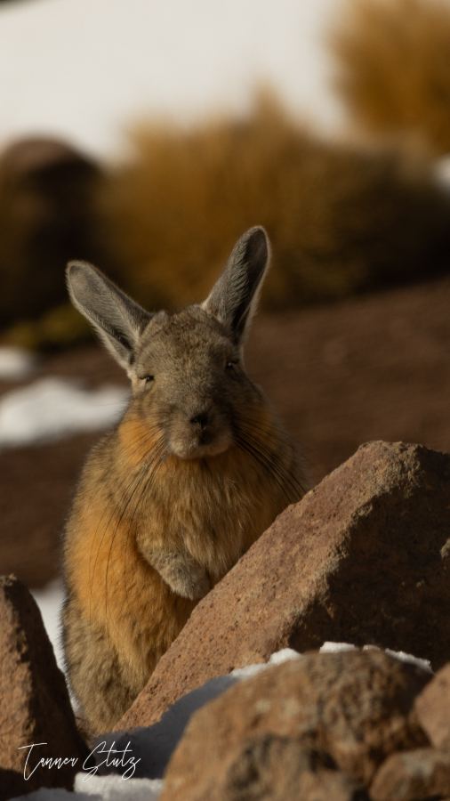 Photograph from Wildlife