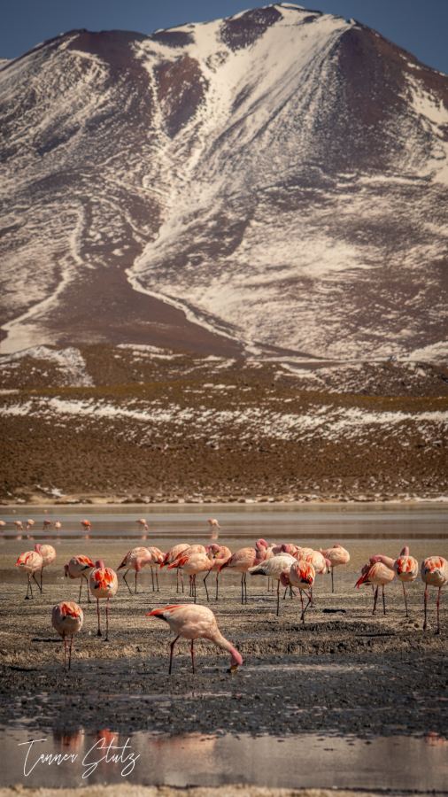 Photograph from Wildlife