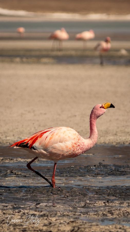 Photograph from Wildlife