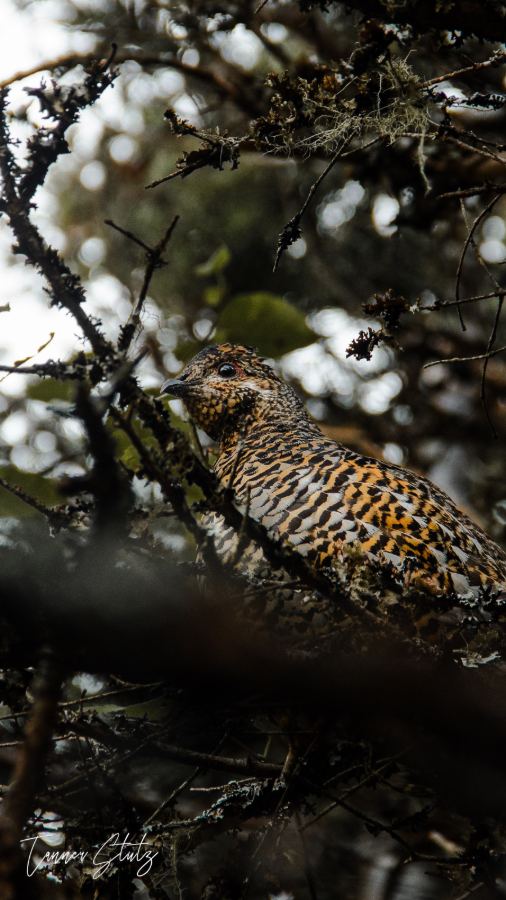 Photograph from Wildlife