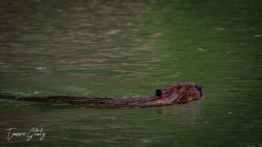Photograph from Wildlife