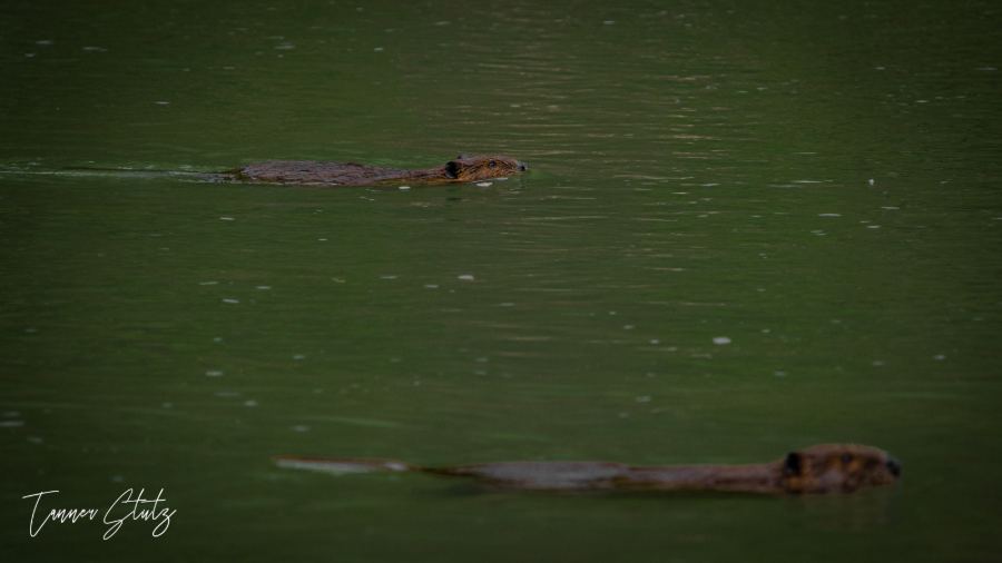 Photograph from Wildlife