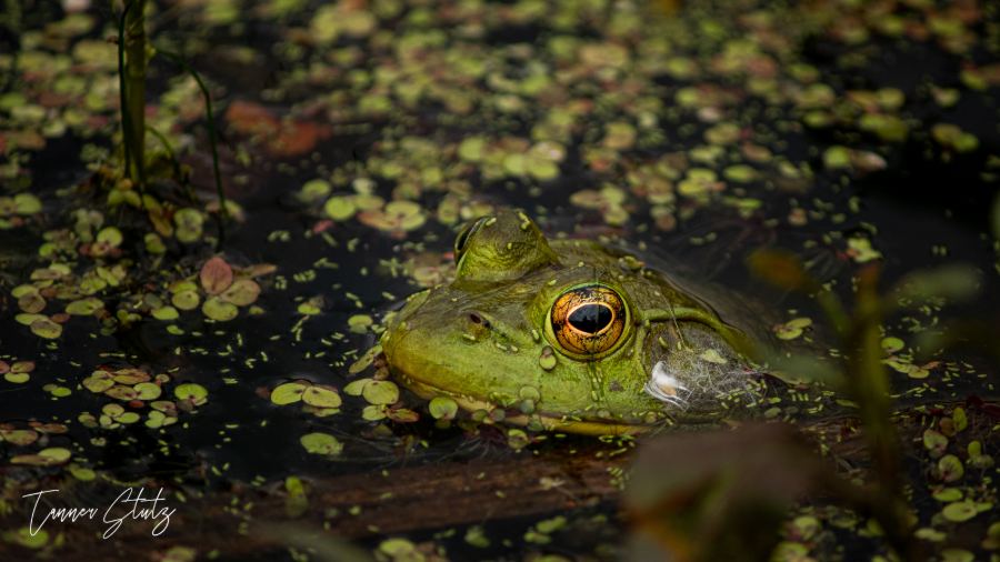 Photograph from Wildlife