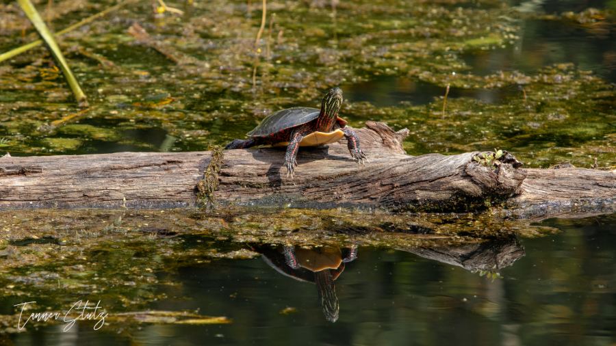 Photograph from Wildlife