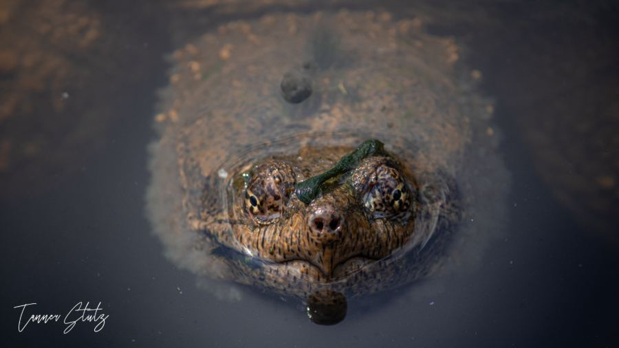Photograph from Wildlife