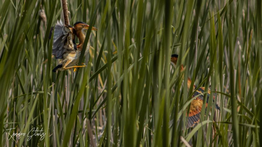 Photograph from Wildlife