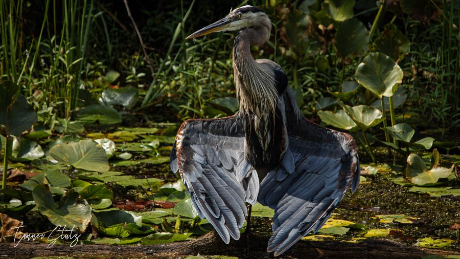 Photograph from Wildlife