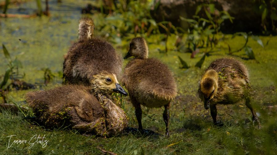 Photograph from Wildlife