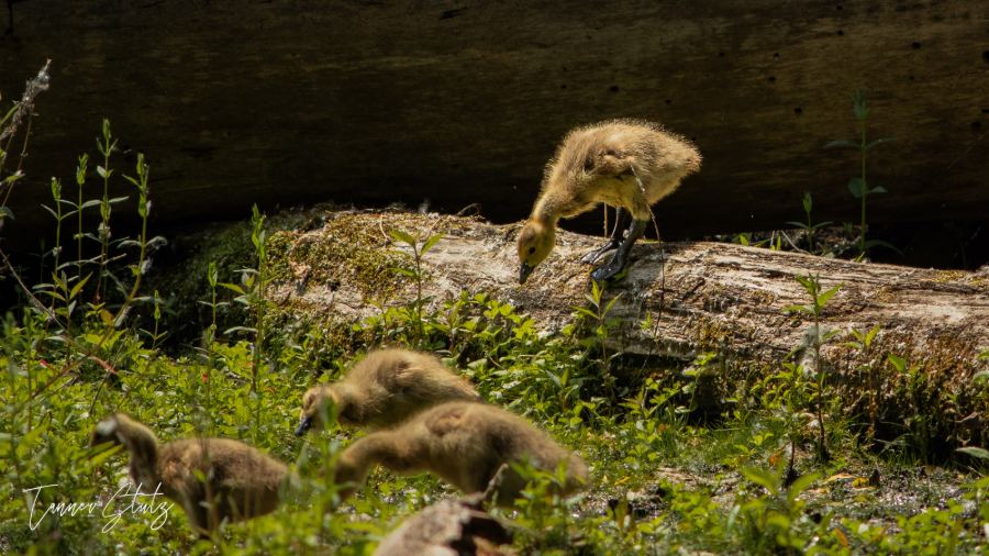 Photograph from Wildlife