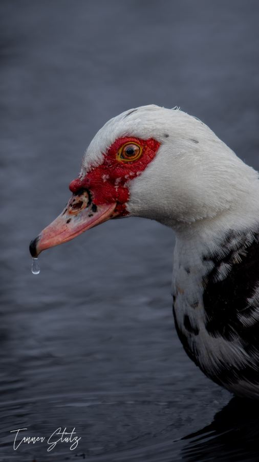 Photograph from Wildlife