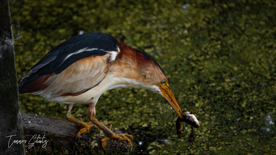 Photograph from Wildlife