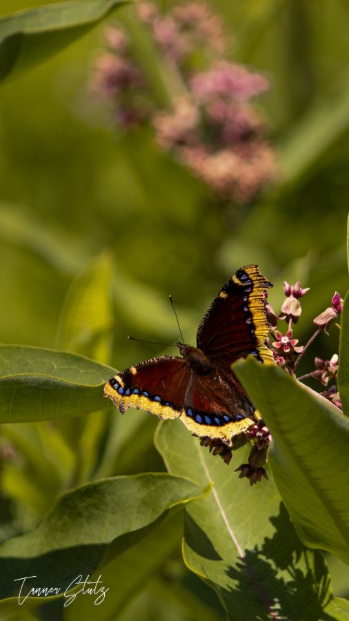 Photograph from Wildlife