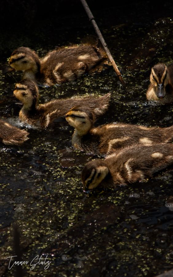 Photograph from Wildlife