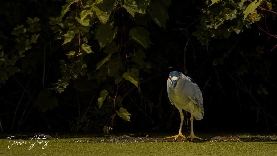 Photograph from Wildlife