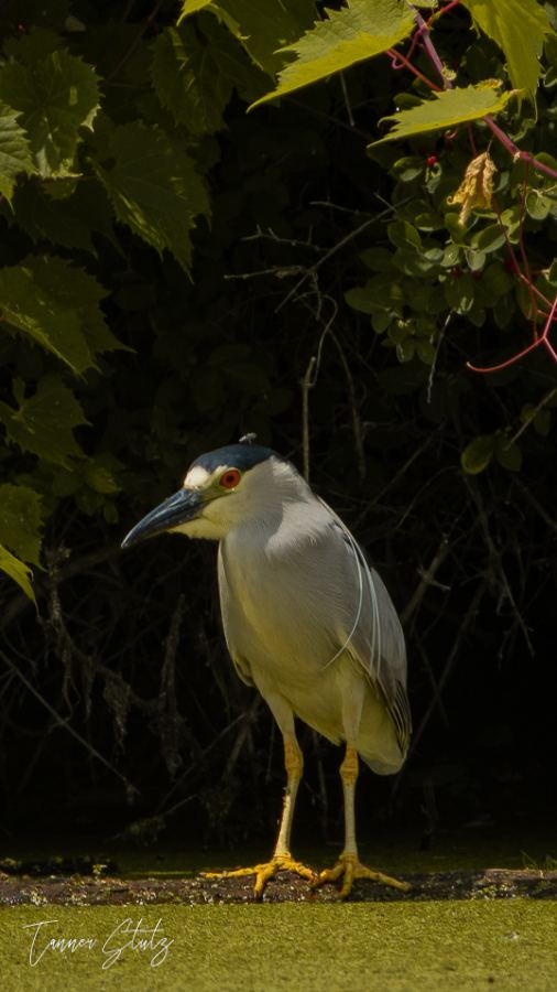 Photograph from Wildlife