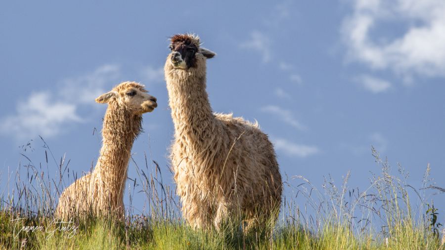 Photograph from Wildlife