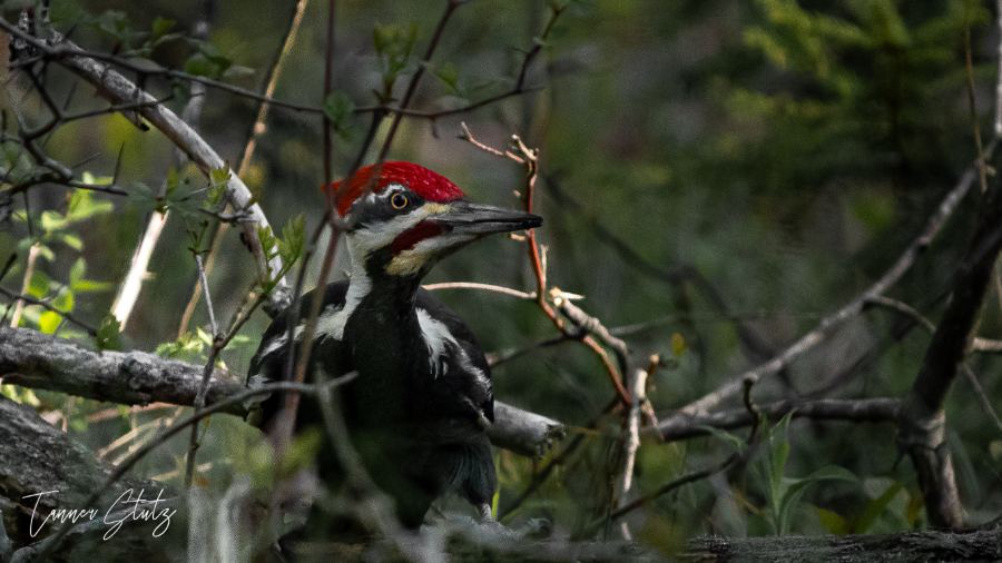 Photograph from Wildlife