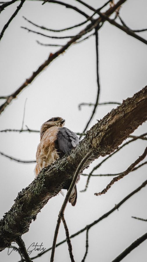 Photograph from Wildlife