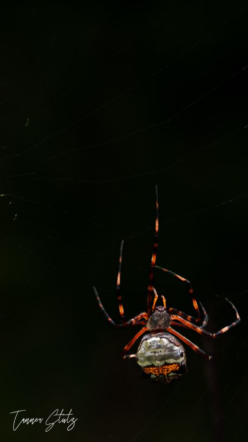 Photograph from Wildlife