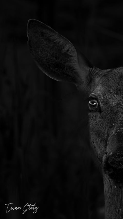 Photograph from Wildlife