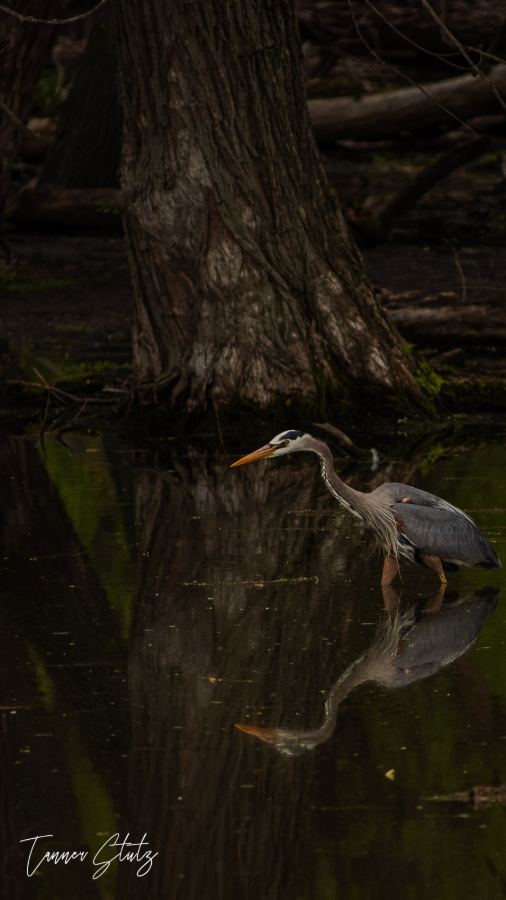 Photograph from Wildlife