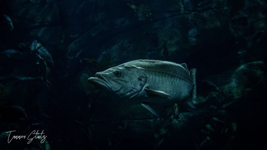 Photograph from Wildlife
