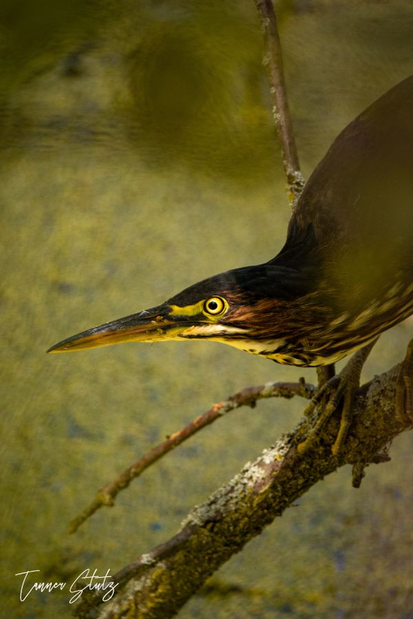 Photograph from Wildlife